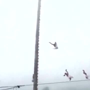 mexican show performance accident