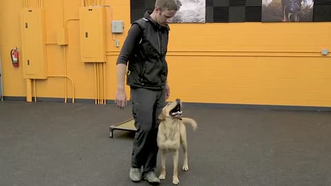 Dog, Easy ways
