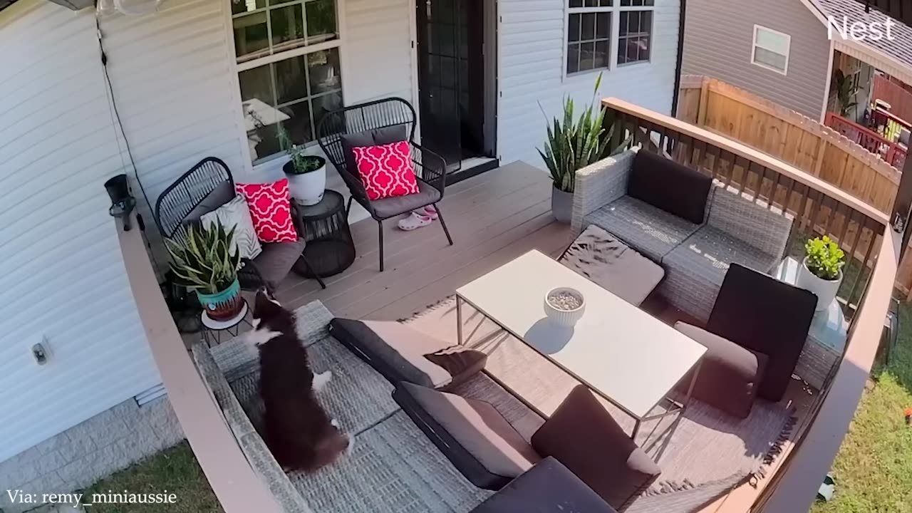 Funny animals