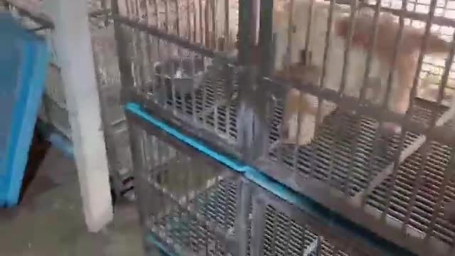 dog