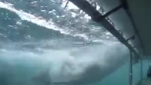 Great white shark high five's cage drivers