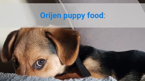 Dog Foods For Puppies Reviewed By Dog Food Judge