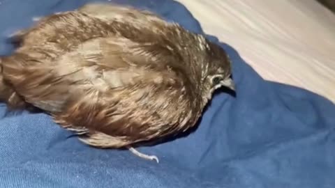 The little turtle dove (Rodolfa) who found a home: a story of unexpected friendship
