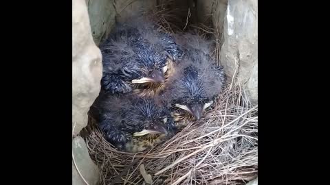 natural nest