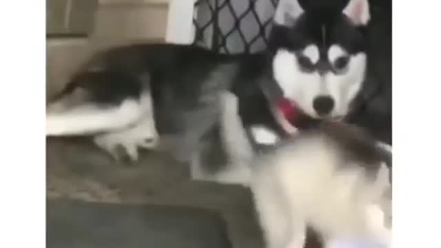Faney video