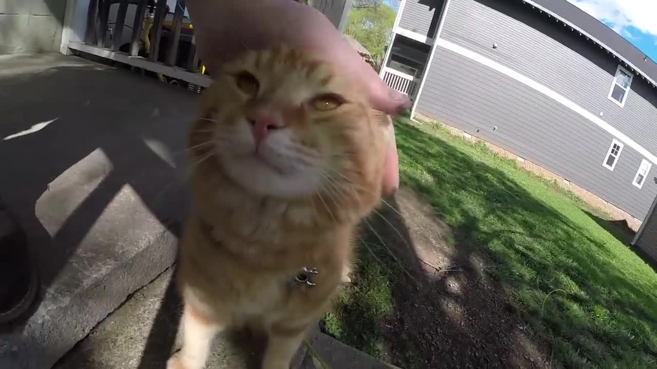 3D Printing Cat Helmet