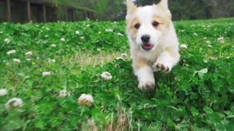 Lovely little dogs playing and running