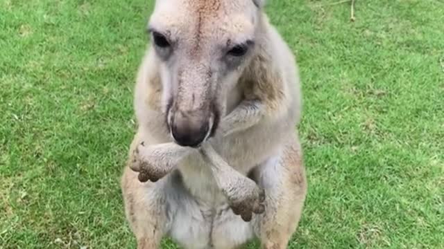 Little kangaroo