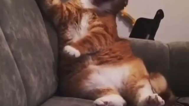 the funniest cat video in the world viral 2021