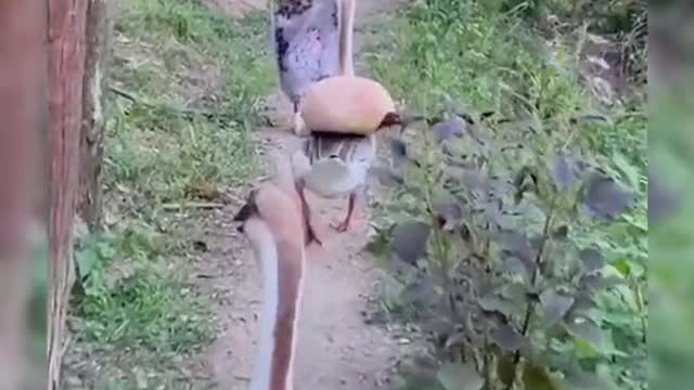 #shorts #animals #cute#funny #animalvideos #animallife
