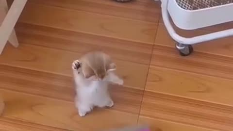 I can make cats dance.