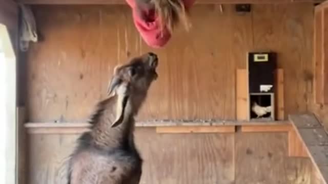 Funny animal videos. Short! Goat wants to destroy girl