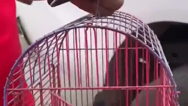 Pigeon Saved by a Drone