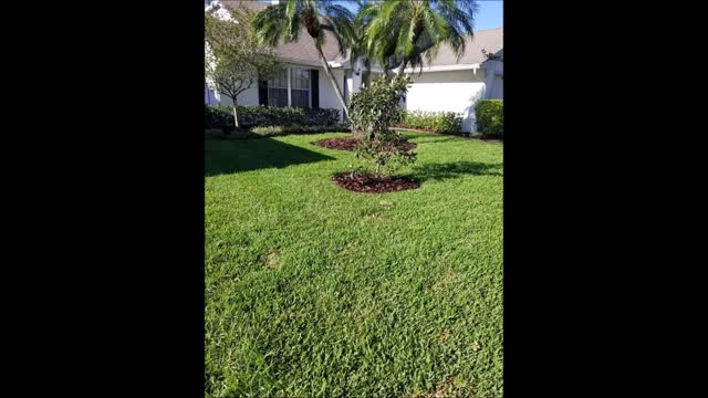 Yoggi Bear Lawn Services INC - (813) 704-7145