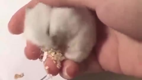 This little hamster is so cute sleeping