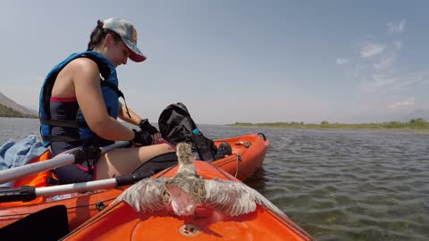 Piper Bird on the Lake