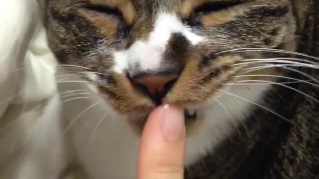 A kittycat grooming my fingers.