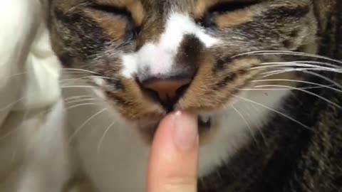 A kittycat grooming my fingers.