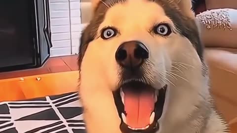 Animal funny videos😂😂