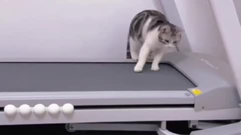 #cute cat#shorts