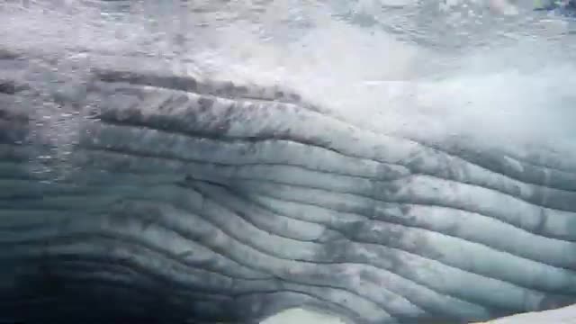 swimming with a curious humpback whales calf tonga