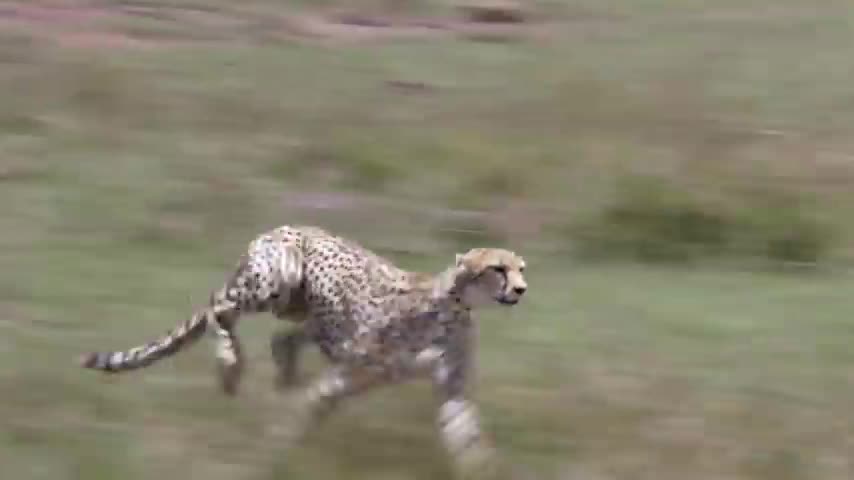 Cheetah that fast running in animals