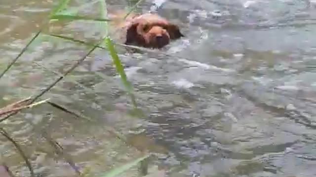 The dog swims and crosses the valley