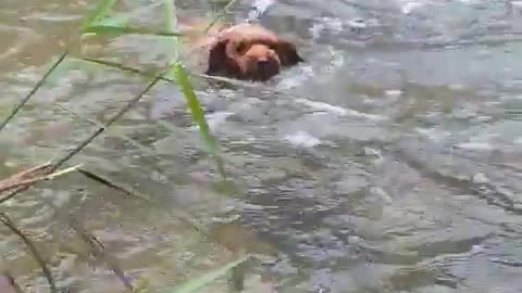 The dog swims and crosses the valley