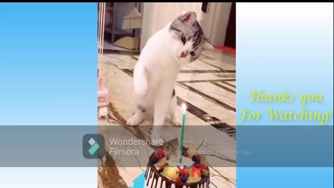 Top Cute pets funny videos 2021