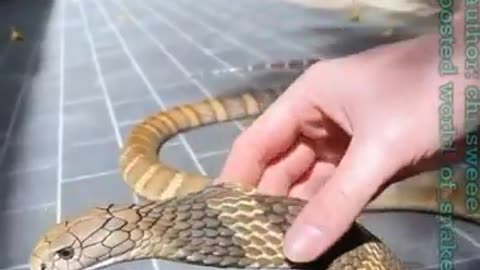 Snake short video