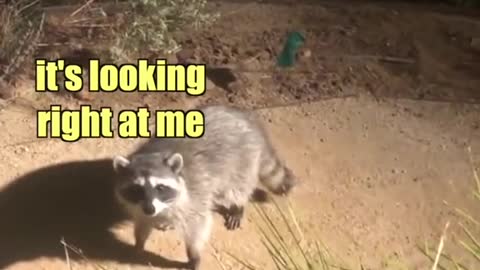 Raccoons Coming Back After a Long Night of Shenanigans!