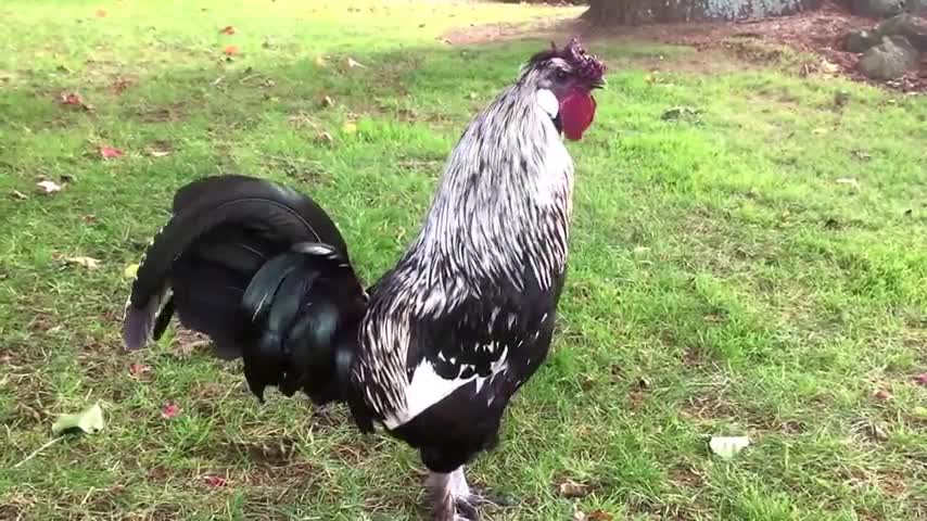 मुरधी का वीडियो