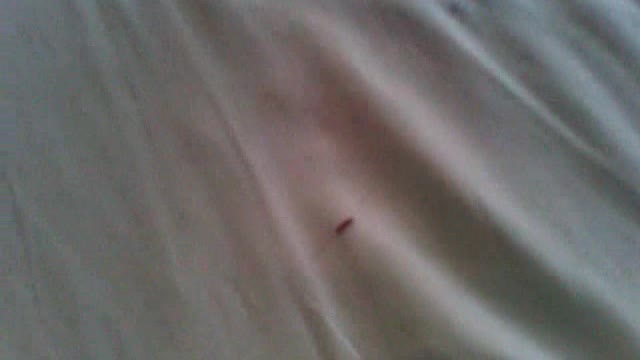 worm i found on my bed