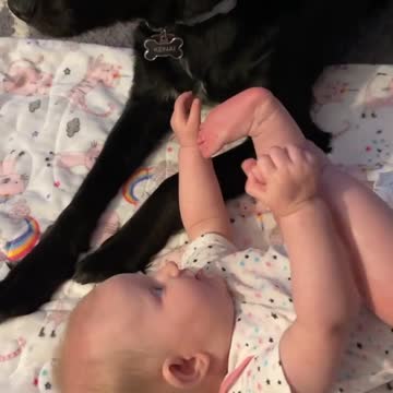 We love our doggie! Mr kenai buddy is so sweet to our 5 month old daughter ❤️