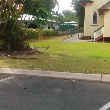 26.10.2024 Stone Curlews