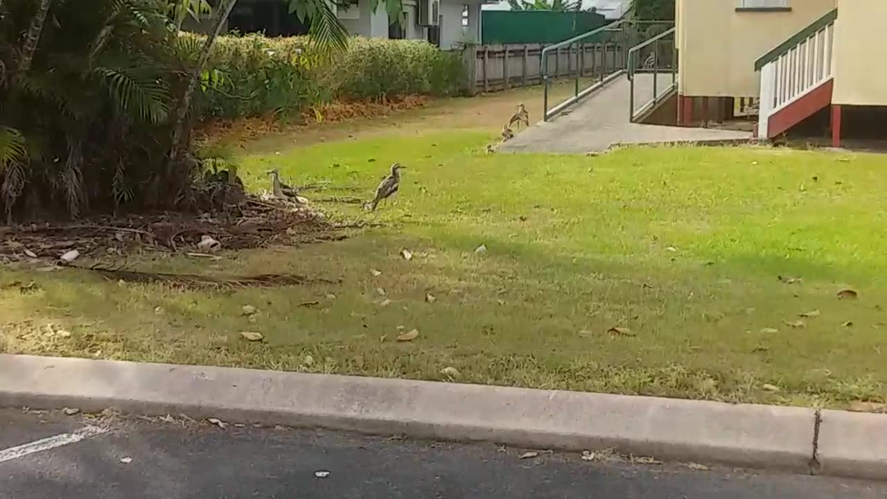 26.10.2024 Stone Curlews