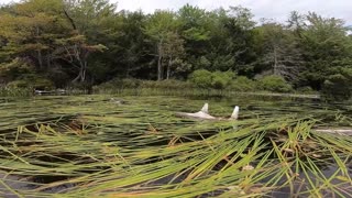 Pond Grass