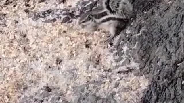 Cute Squirrel Voice Video By Kingdom Of Awais