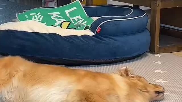 If a dog loves you, it will always love you