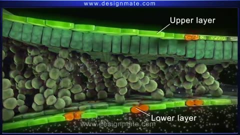 how photosynthesis takes place in plants & Process Of Photosynthesis (animated)