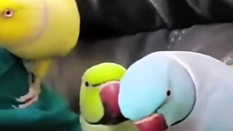 Best Parrot Rumble Shorts: #reelshorts #parrots #parrotlover #shortvideo
