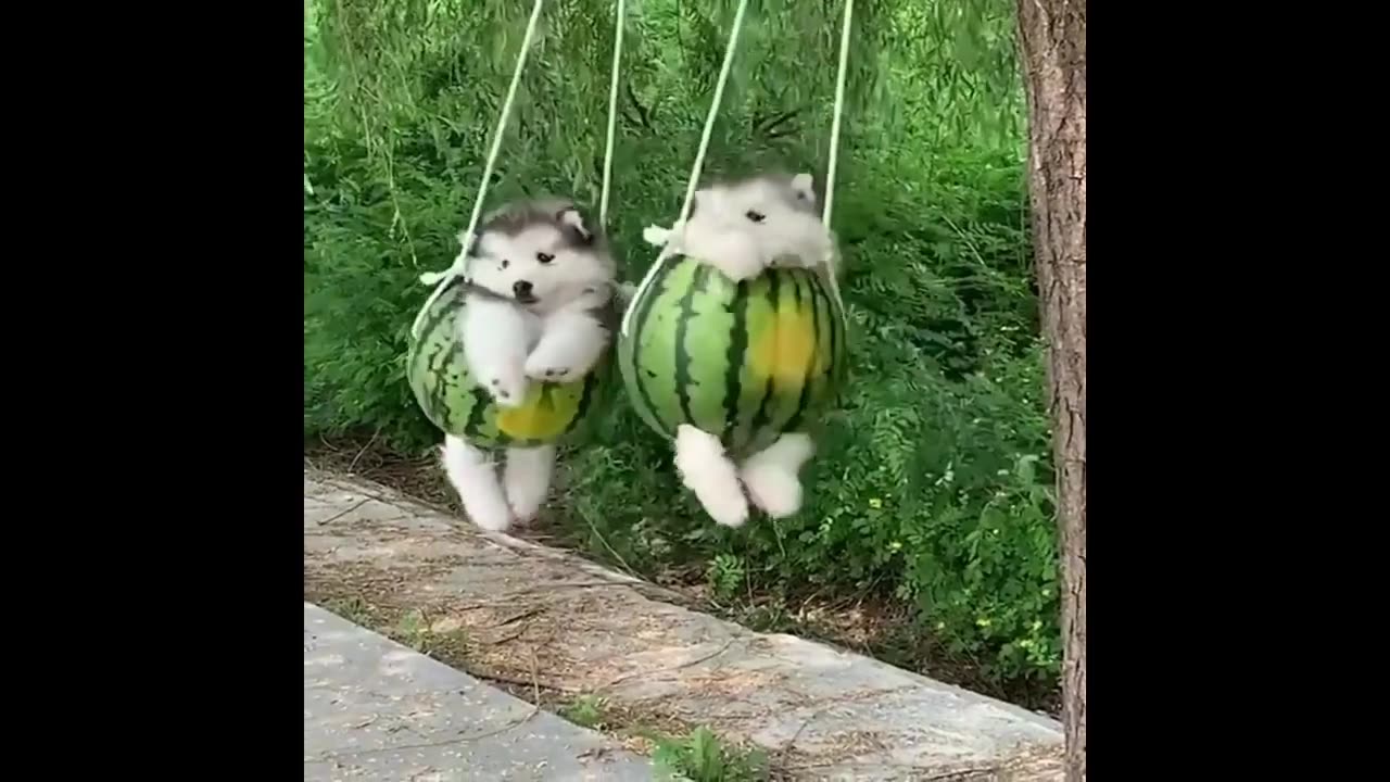 FUNNY PUPPY