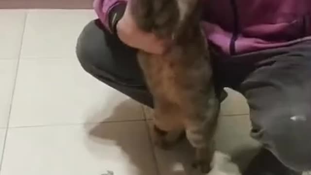 Because I am hungry, cat land