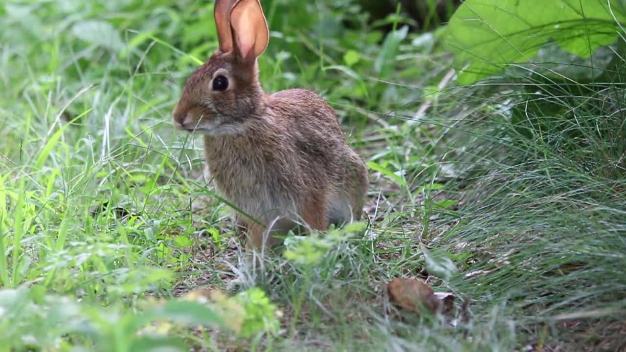 beautiful rabbit video will be fun to watch