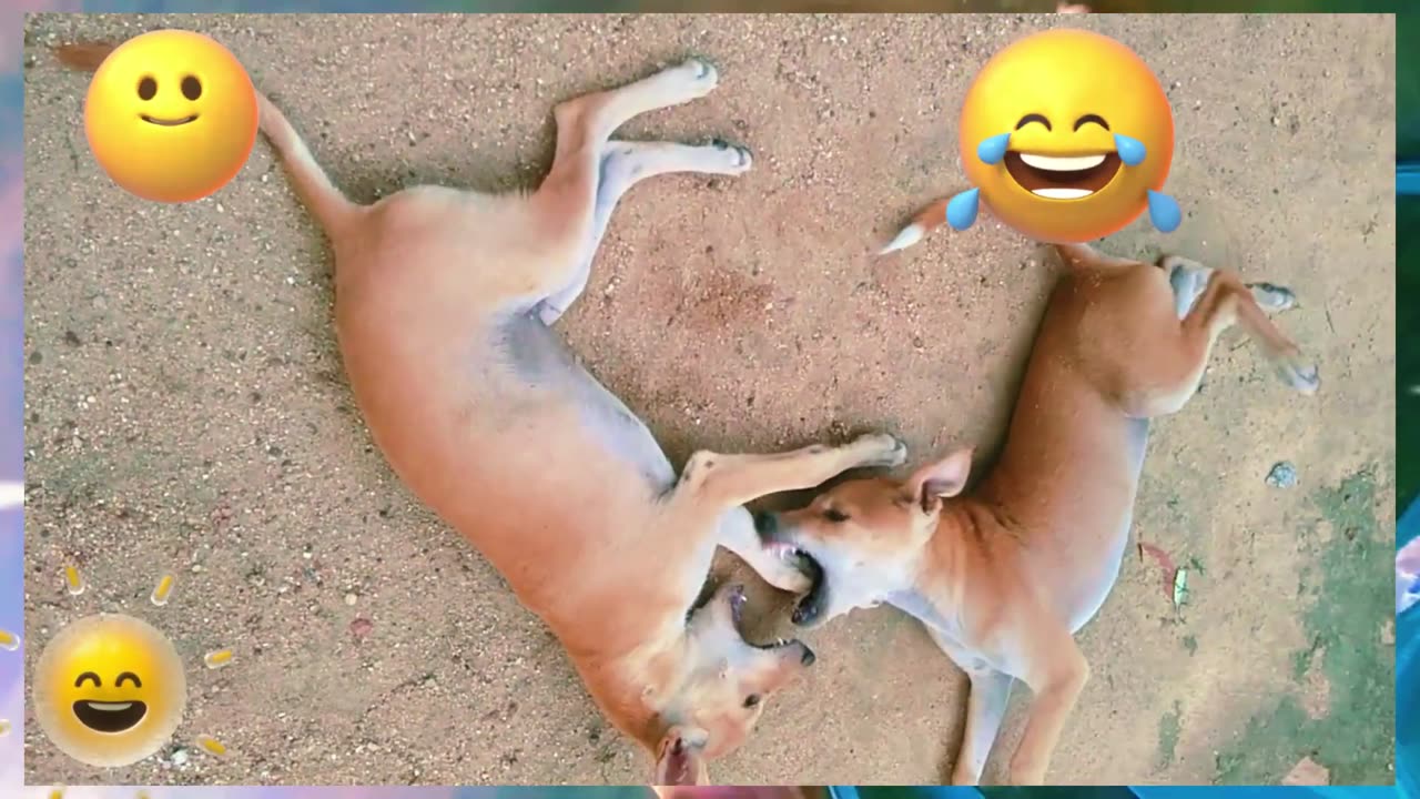 Videos of the Funniest Dogs and Cats 2024 Funniest Animal Videos 😂 Funny Pets Zone