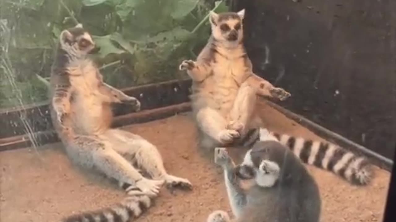 Ring Tailed Lemus Meditation Circle