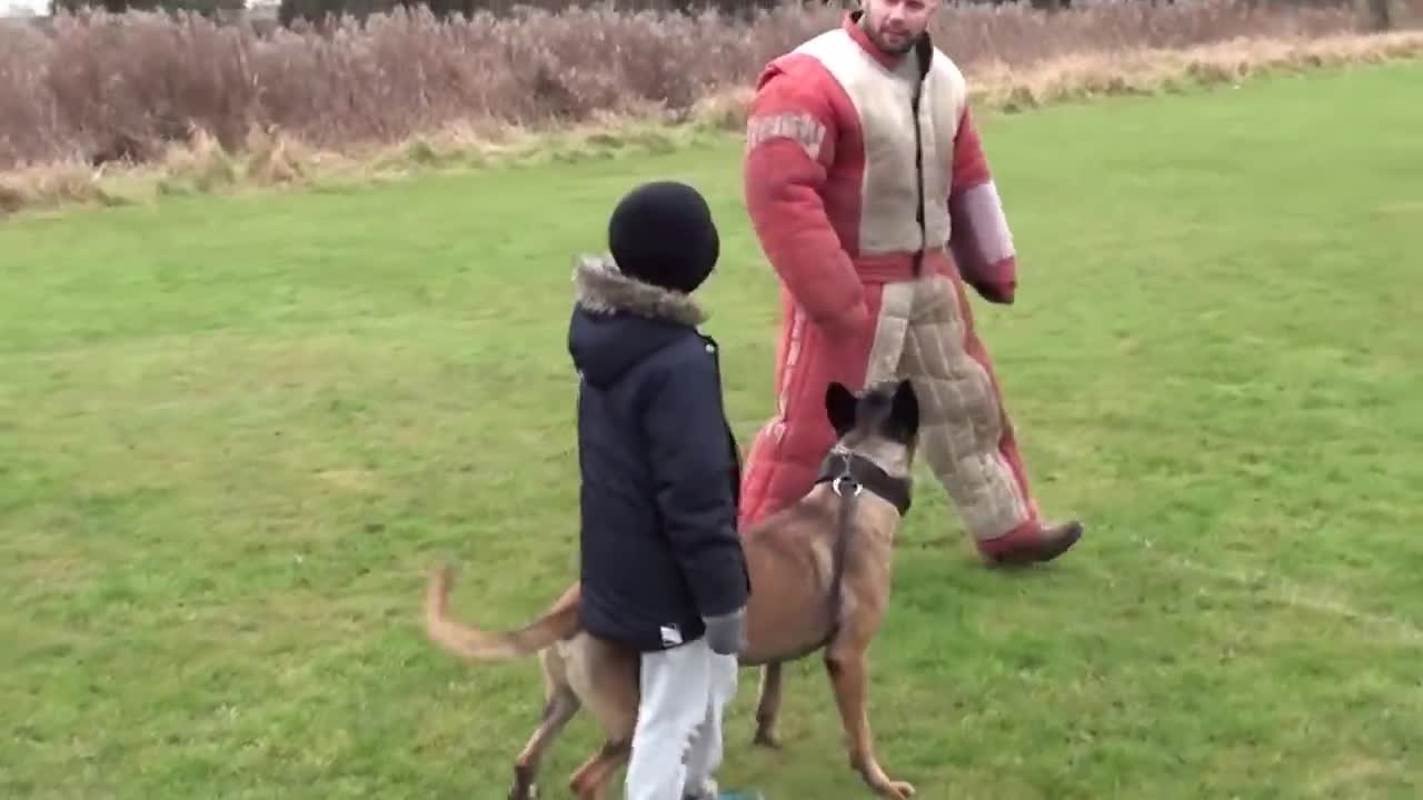 Family guardian dog training