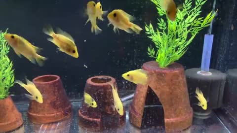 MONSTER AQUARIUM FISH EATING