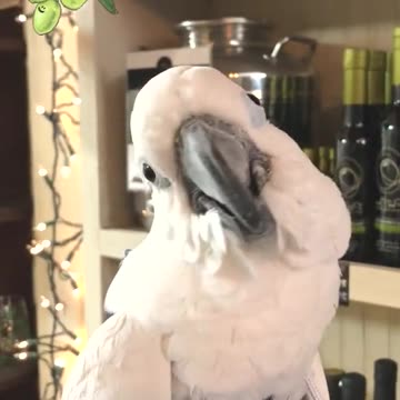 Pretty Parrot