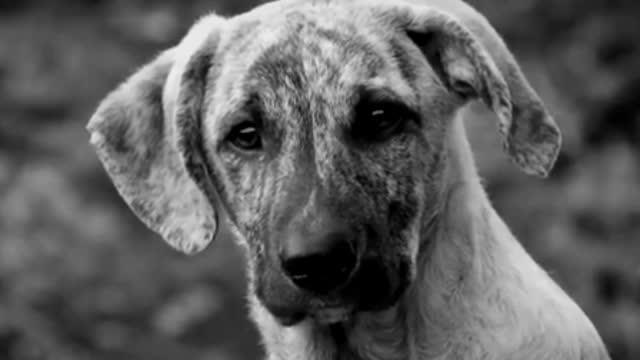 Great Dane cute puppy looking so innocently